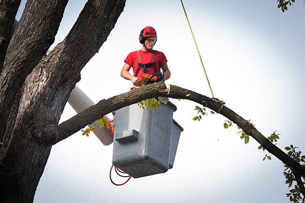 Best Local Tree Services  in Marysville, CA